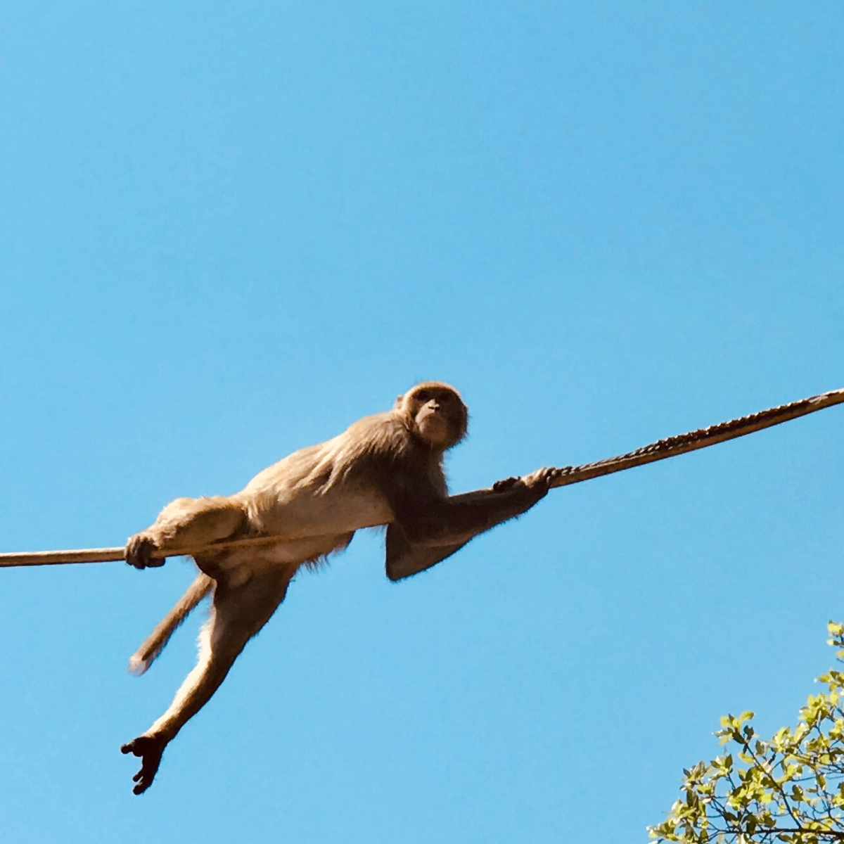 Out of Place and Out of Space – Translocation and the Urban Monkey