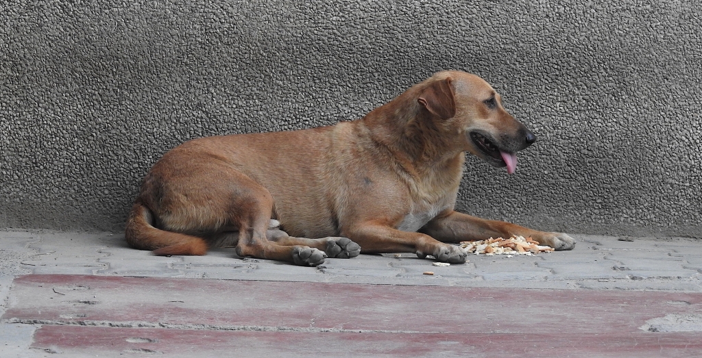 Unique Howling Behaviour in Street Dogs